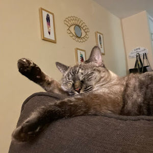 Meet your Posher, Lizza